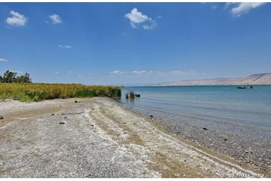 וילה פנינה בכנרת - מתחם הבריכה והחצר