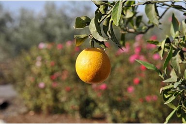 וילה רוגע בבוסתן - הבריכה והג'קוזי